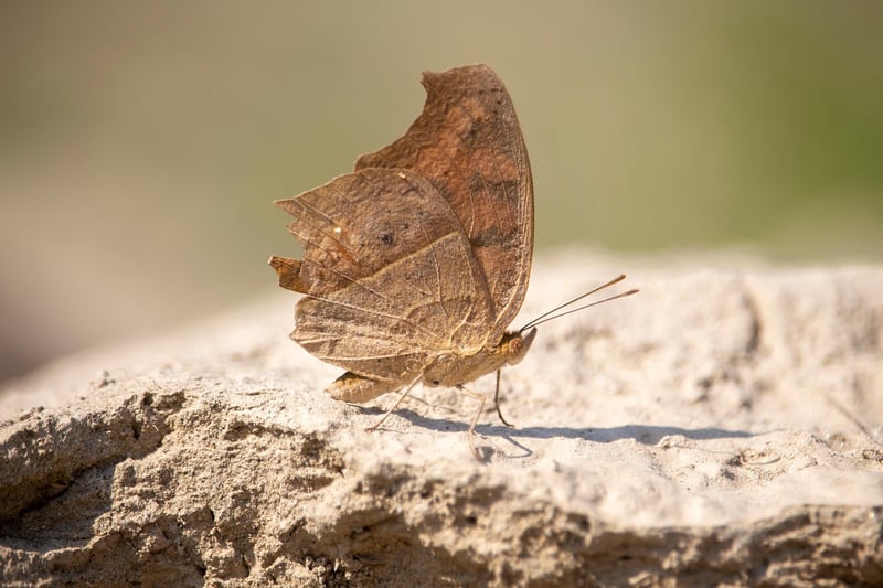 Clever Cooking Tricks